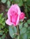 0x80-41f23ed44a413921ef30035f2a583eb9.jpg