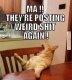0x80-catmemesmatheyrepostingweirdshitagain.jpg