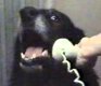 0x80-dog.jpg