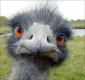 0x80-emu3_kopia.jpg