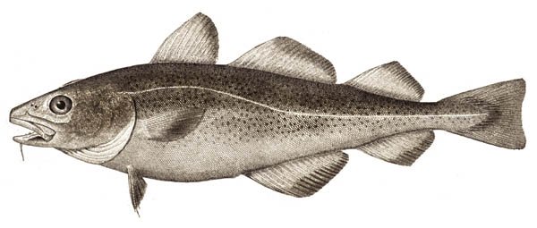 0x600-atlanticcod.jpg