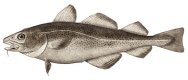 0x80-atlanticcod.jpg