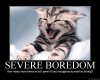 0x80-bored-cat.jpg