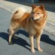 0x80-finskspets.jpg
