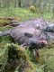 0x80-bild0147.jpg