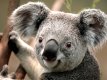 0x80-koala.jpg